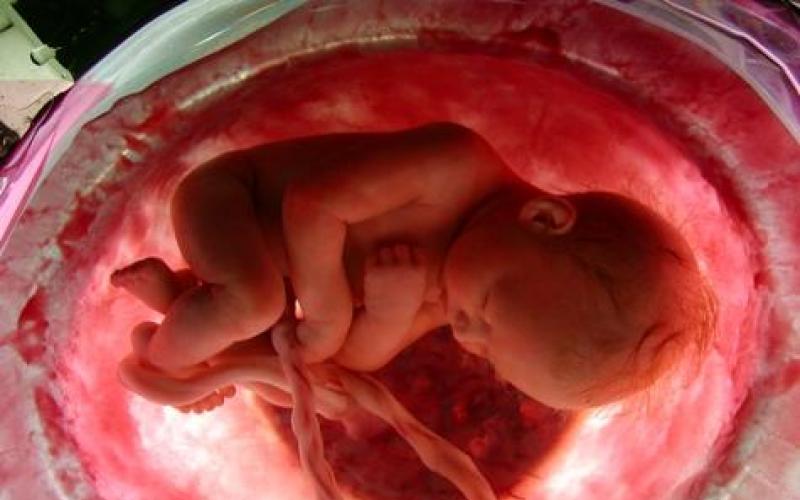 Определение личности: является ли эмбрион человеком?