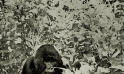 A selection of interesting facts about gorillas