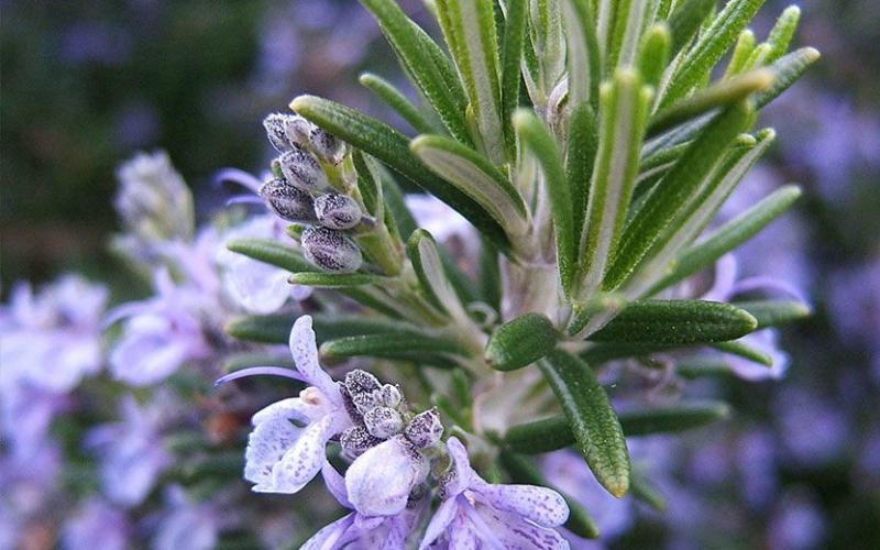 Rosemary: beneficial properties and contraindications for use Where to get rosemary